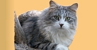 Konstantin von der Gronau Sibirische Katze
