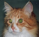 Sibirische Katze Mephisto von der Gronau