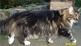 Sibirische Katze Mona Lisa von der gronau