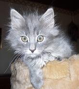 Sibirische Katzen Baril von der Gronau * An der Gronau 7 * 25479 Ellerau * Tel./Fax: 04106 71661
