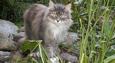 Fedor von der Gronau Sibirische Katze