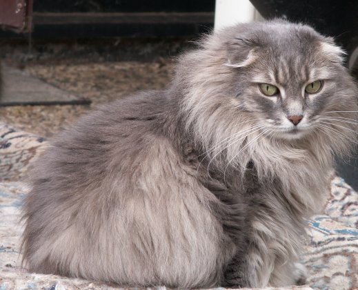 Sibirische Katzen Galatea von der Gronau