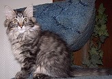 Sibirische Katzen Birka von der Gronau * An der Gronau 7 * 25479 Ellerau * Tel./Fax: 04106 71661