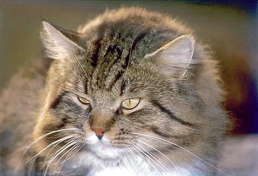 Sibirische Katzen Bogislaw iz Taiga Sibir