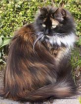 Catalina von Klawikow Sibirische Katze