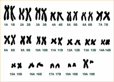Chromosomen Katze