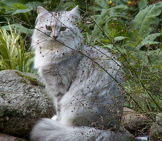 Sibirische Katzen Darinja von der Gronau