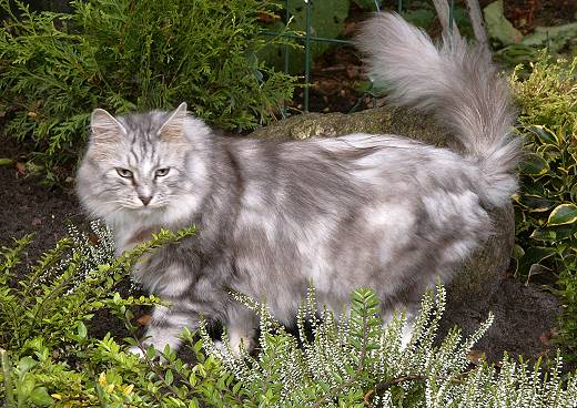 Sibirische Katze Felis Sibirica´s Heartbreaker Humphrey