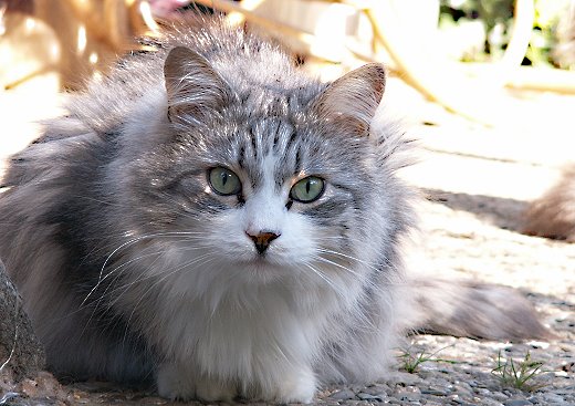 Sibirische Katze Konstantin-Kirow von der Gronau