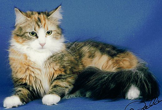 Sibirische Katzen Larissa von der Gronau