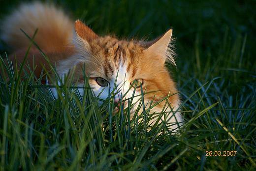 Sibirische Katze Pawel von der Gronau