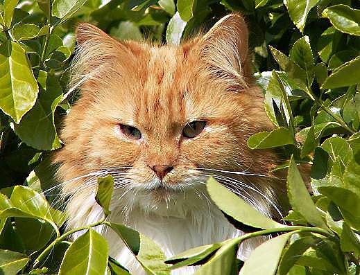 Sibirische Katze Una von der Gronau