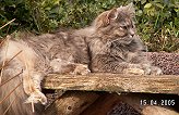 Sibirische Katzen Yanisha von der Gronau * An der Gronau 7 * 25479 Ellerau * Tel./Fax: 04106 71661