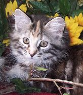 Zabrina von der Gronau Sibirische Katze