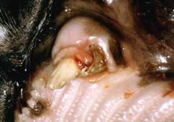 Hochgradige Parodontitis bei einer katze