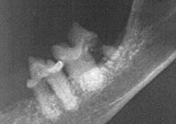 Röntgenbild einer Parodontitis bei einer katze