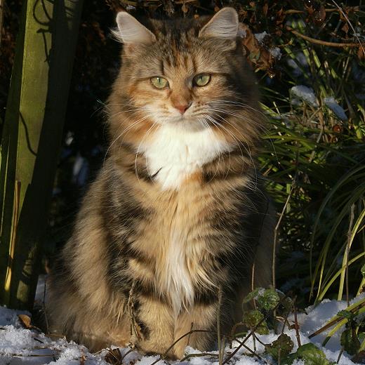 Sibirische Katzen  Spirit of New Heaven´s Dana