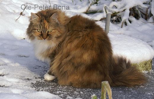 Gwenya von der Gronau - Sibirische Katze