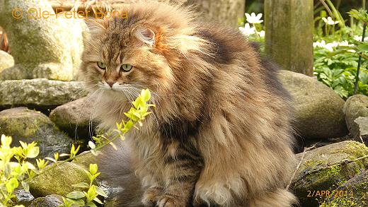 Sibirische Katzen Spirit of New Heaven´s Catjuscha