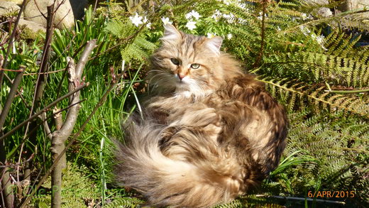 Sibirische Katzen Moritz von der Gronau