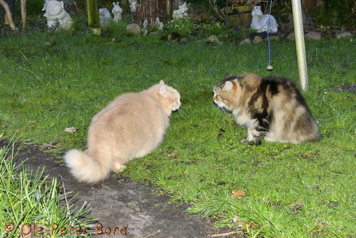 Sibirische KatzenFloris und Max von der Gronau