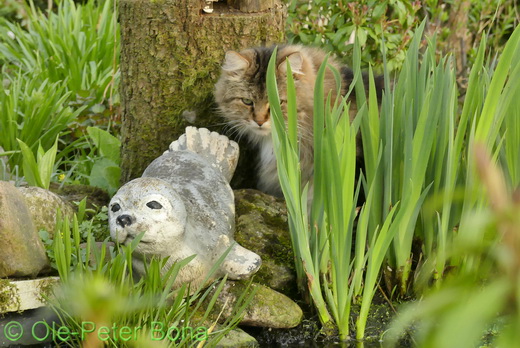 Sibirische Katzen Max von der Gronau