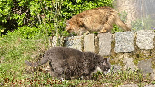 Sibirische Katzen Floris und Max von der Gronau