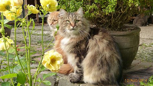 Sibirische Katzen Max von der Gronau und Zaimka Avos