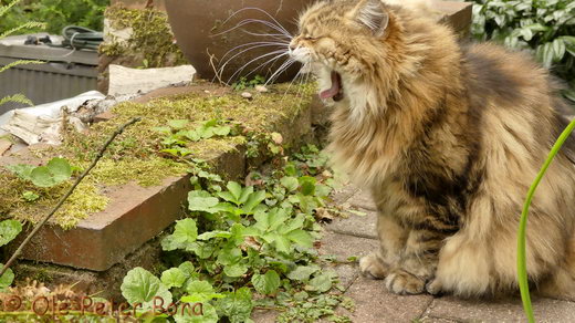 Sibirische Katzen Spitit ofd New Heaven´s Catjuscha