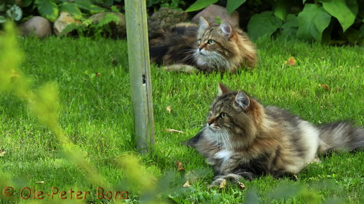 Sibirische Katze Max und Moritz von der Gronau