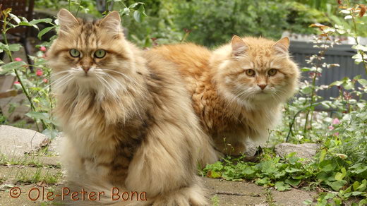Sibirische Katzen Spirit of New Heaven´s Allegra und Zaimka Avos