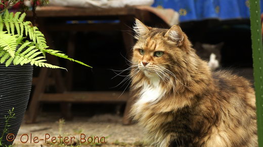 Sibirische Katzen Spitit ofd New Heaven´s Dana