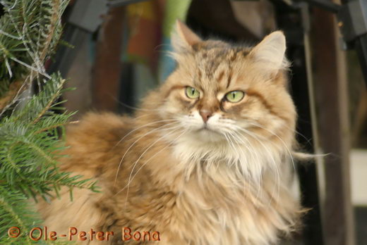 Spirit of New Heaven´s Catjuscha Sibirische Katze