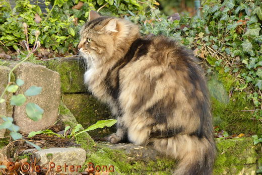 Max von der Gronau sibirische katze