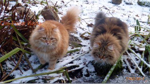 Sibirische Katzen Avos un Max