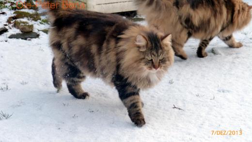 Sibirische Katzen max von der Gronau