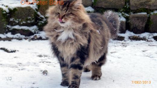 Sibirische Katze Max von der Gronau