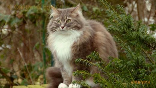 Sibirische Katzen Hetty von der Gronau
