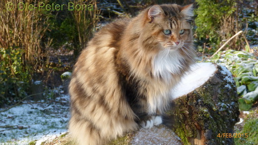 Sibirische Katzen Spirot of New Heaven´s Dana