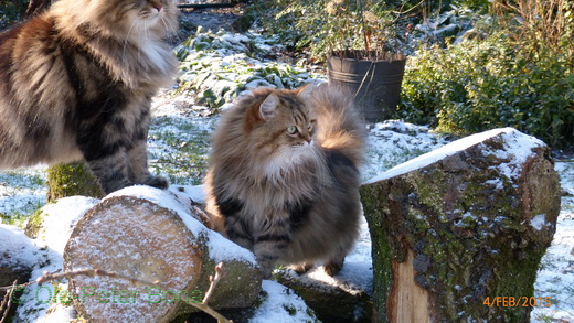 Sibirische Katzen Max und  Moritz von der Gronau