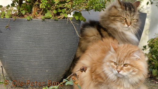 Sibirische Katzen Zaimka Avos und Max von der Gronau