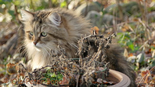 Sibirische Katze moritz von der Gronau