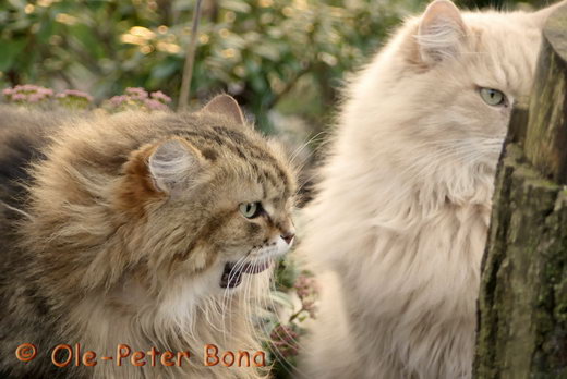 Sibirische KatzenSpirit of New Heaven´s Catjuscha und Floris von der Gronau