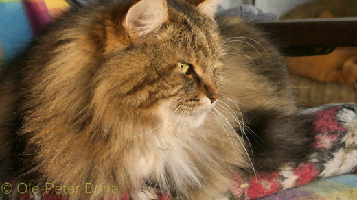 Max von der Gronau Sibirische Katze