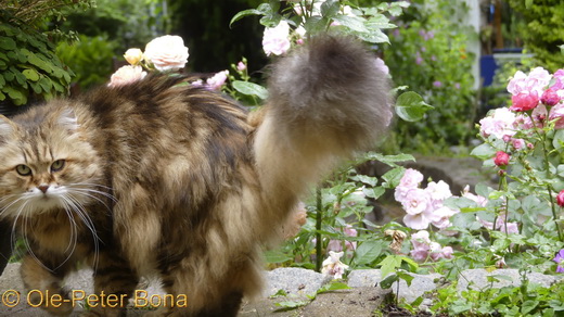 Sibirische Katze Spirit of New Heaven´s Catjuscha