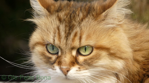  Sibirische Katze Spirit of New Heaven´s Allegra