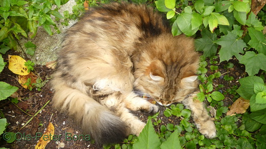  Sibirische Katze Spirit of New Heaven´s Catjuscha