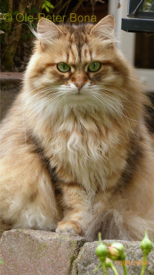 Sibirische Katzen Spirit of New Heaven´s Alegra