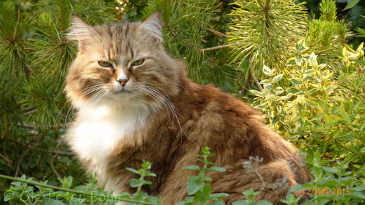 Fadejew vom Schlopavillon sibirische Katze