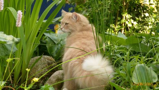 Floris von der Gronau Sibirische Katzen